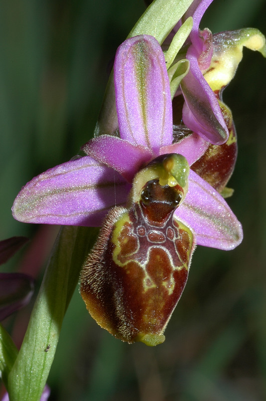 Ophrys exaltata subsp. montis-leonis (ex Ophrys tyrrhena)