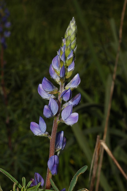 Lupinus angustifolius / Lupino selvatico