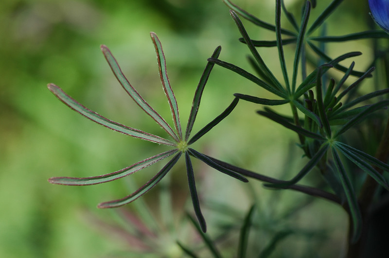 Lupinus angustifolius / Lupino selvatico