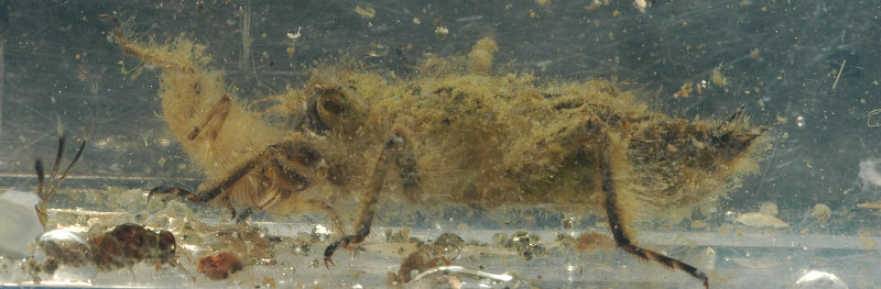 Larva di anisottero: Libellulidae