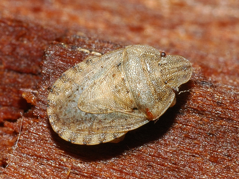Sciocoris helferi (Heteroptera, Pentatomidae)