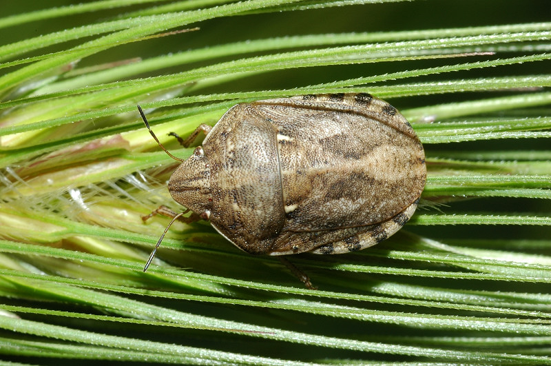 Aelia, Piezodorus, Eurygaster (Heteroptera)