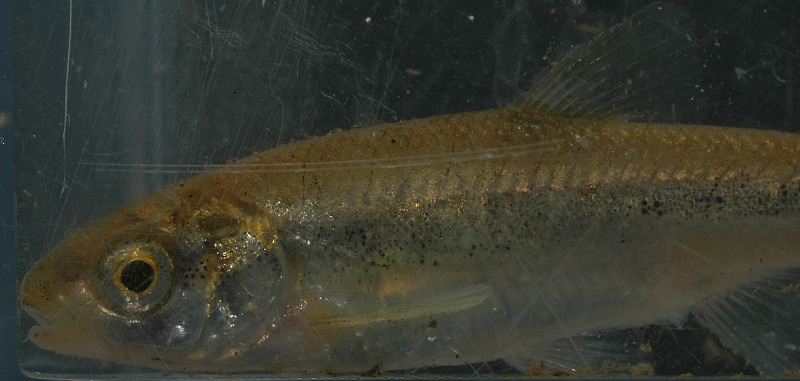 Pesci da Rio Fiume (Tolfa): Leuciscus souffia