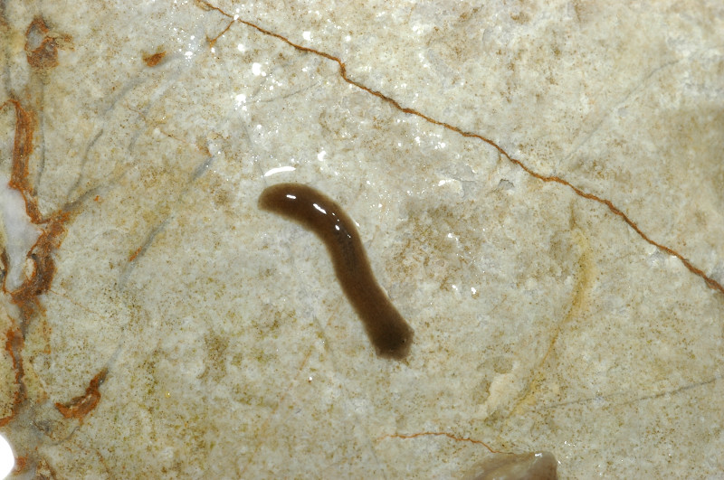 Dugesia sp.