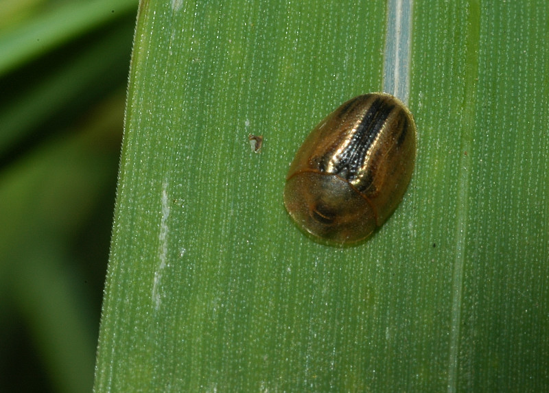 Cassida vittata