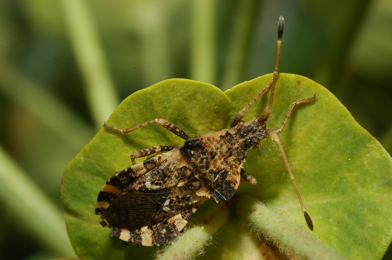 Centrocoris variegatus (Heteroptera, Coreidae)
