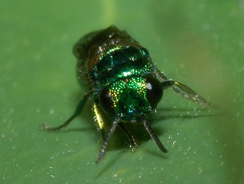 Chrysididae