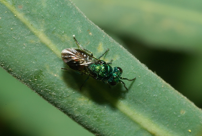 Chrysididae