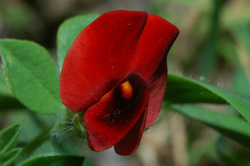 Tetragonolobus purpureus /  Ginestrino rosso