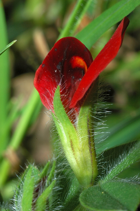 Tetragonolobus purpureus /  Ginestrino rosso