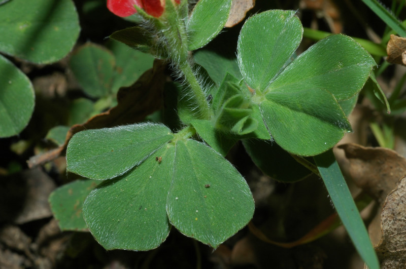 Tetragonolobus purpureus /  Ginestrino rosso