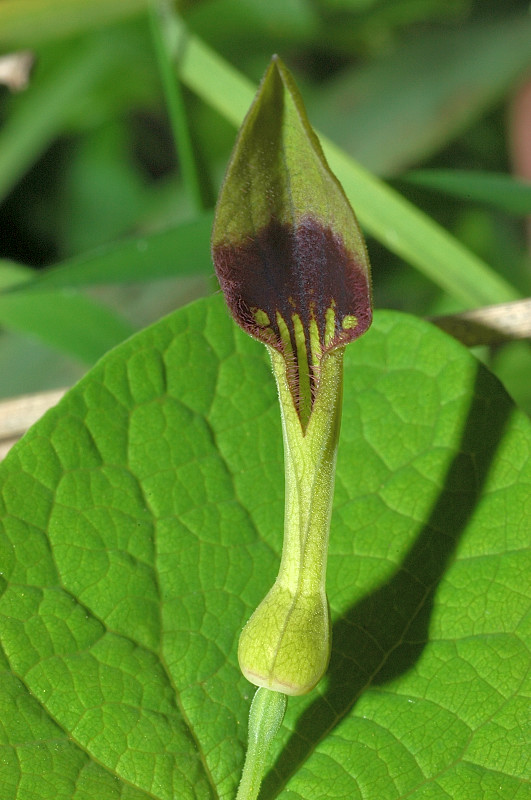 Aristolochia rotunda / Erba astrologa