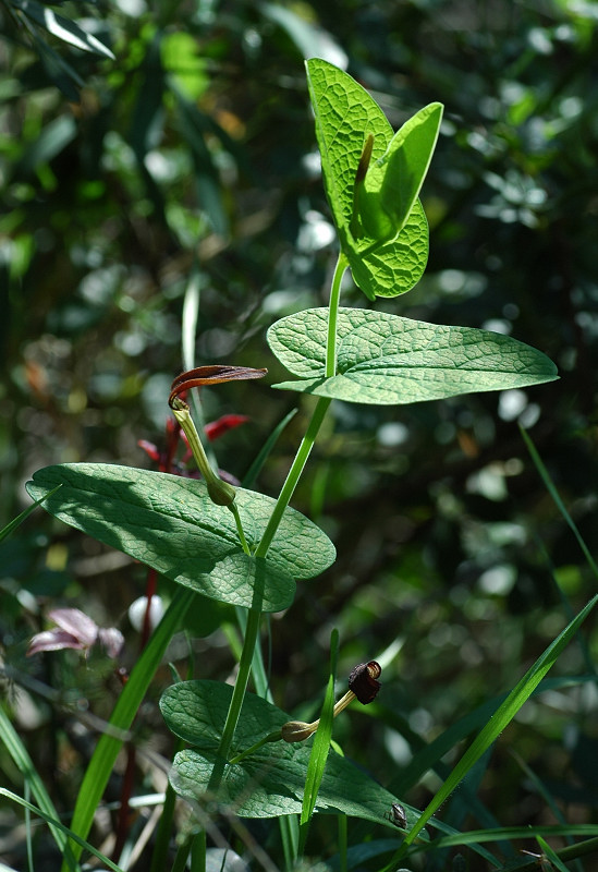 Aristolochia rotunda / Erba astrologa