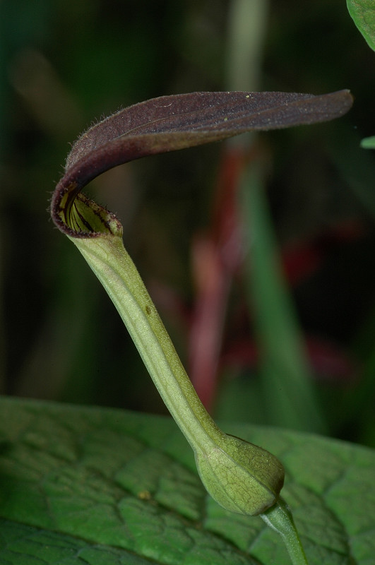 Aristolochia rotunda / Erba astrologa