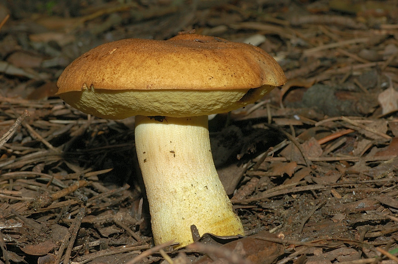 Leccinum lepidum