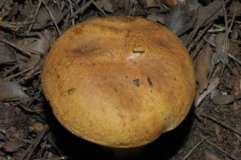 Leccinum lepidum