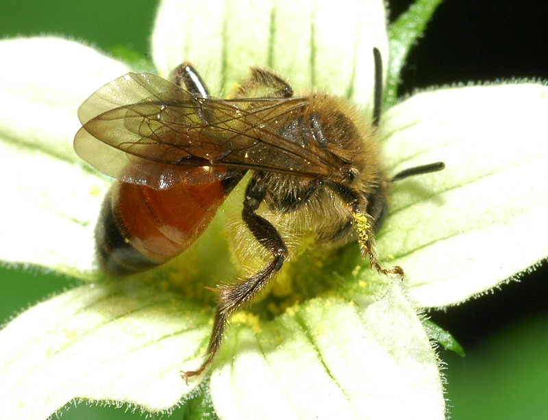 Andrena sp.