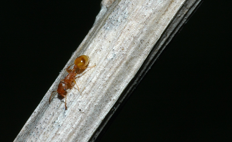 Temnothorax sp.