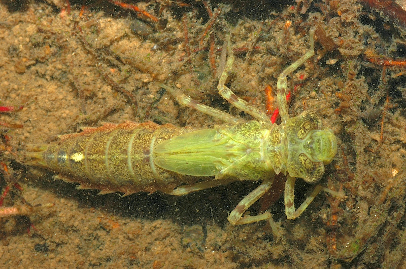 Larva di anisottero: Boyeria irene (Aeshnidae, Odonata)