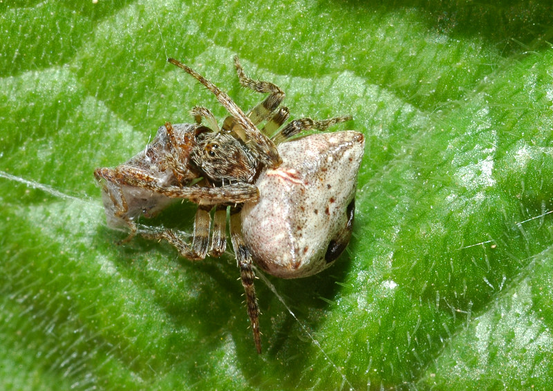 Ragno triangolare (Gibbaranea?)