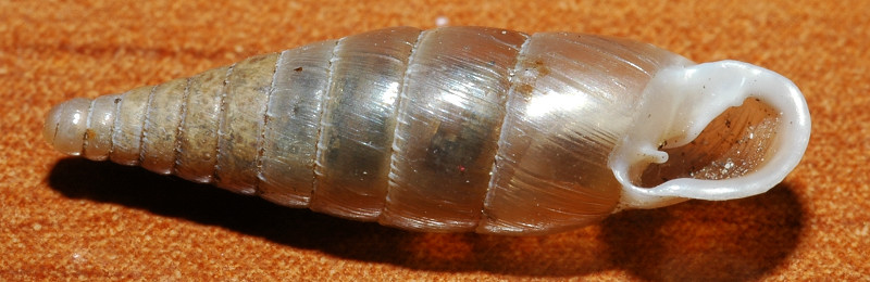 Clausilidae
