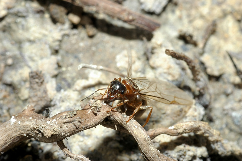 Formica alata