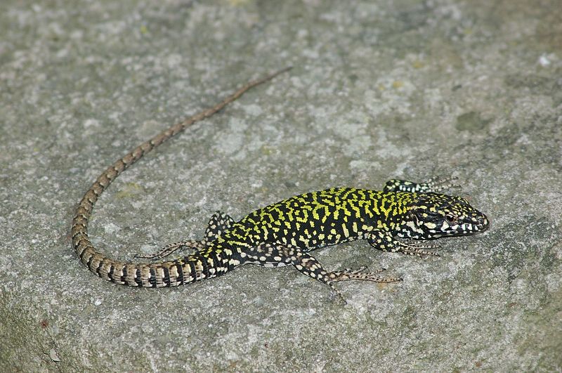 Podarcis muralis