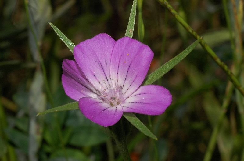 Agrostemma githago / Gittaione comune