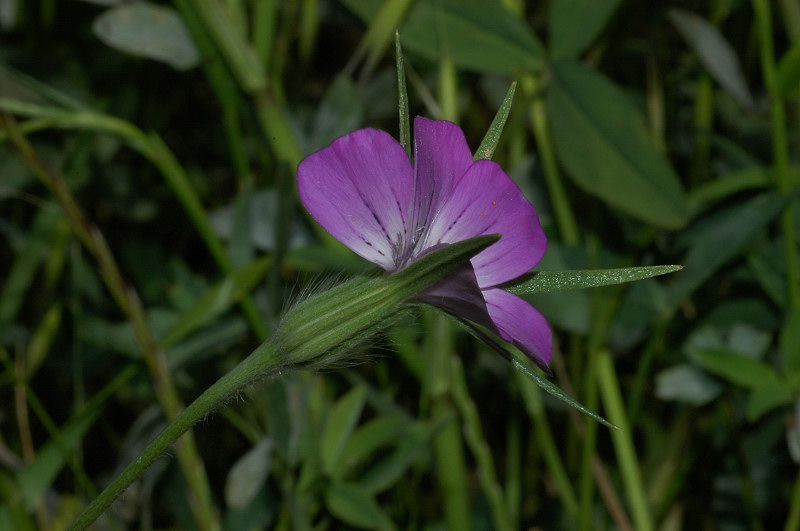 Agrostemma githago / Gittaione comune