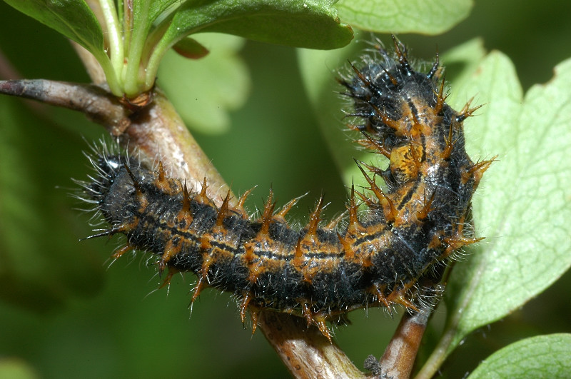 Bruchi di Nymphalis polychloros su biancospino