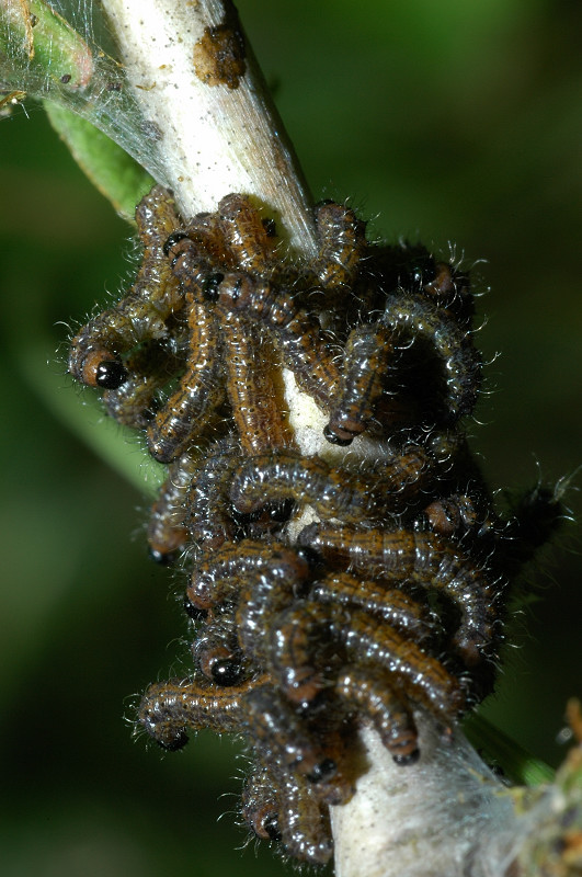 Bruchi di Nymphalis polychloros su biancospino