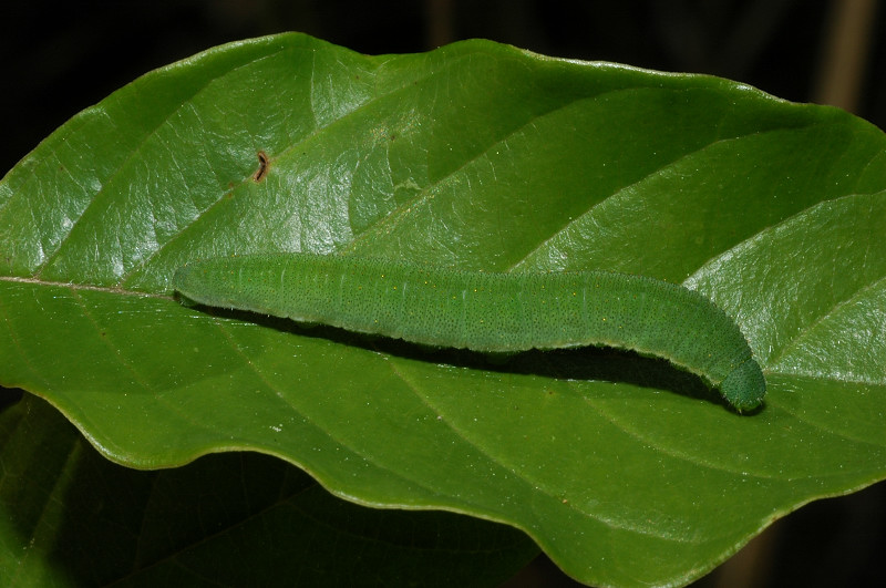 Bellissimo bruco di Gonepteryx sp.