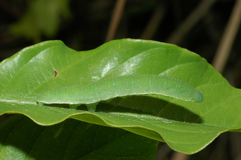 Bellissimo bruco di Gonepteryx sp.