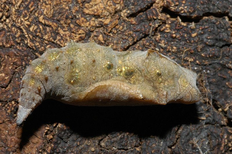 Bruco di Vanessa atalanta