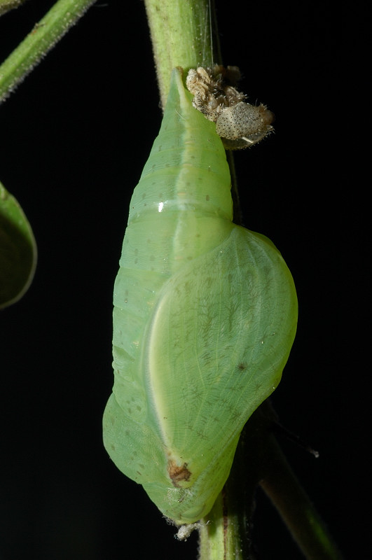 Bellissimo bruco di Gonepteryx sp.