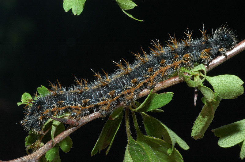 Bruchi di Nymphalis polychloros su biancospino