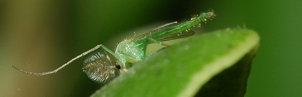 Chironomidae