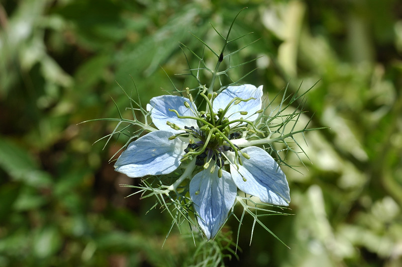 Nigella damascena / Damigella scapigliata