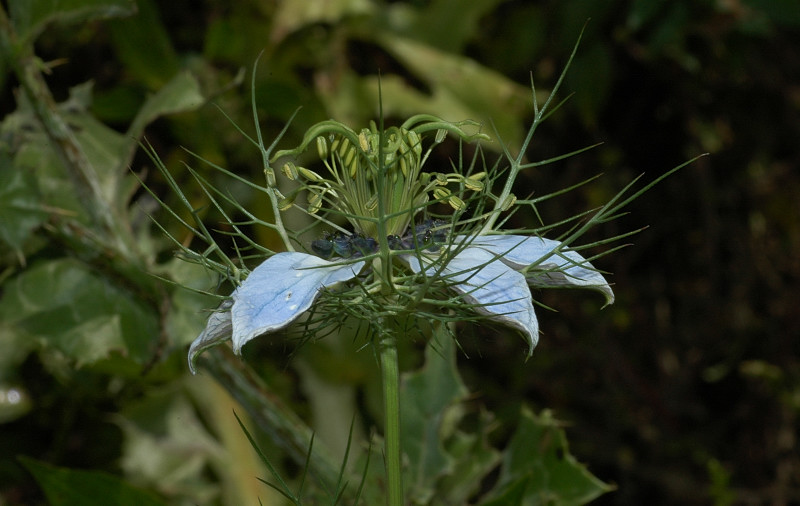 Nigella damascena / Damigella scapigliata