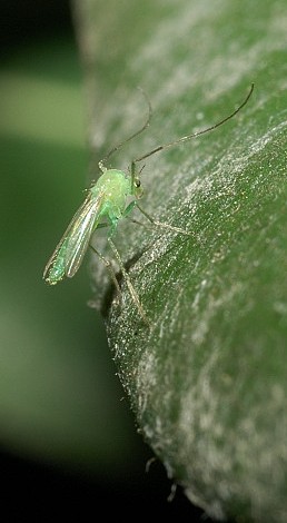 Chironomidae