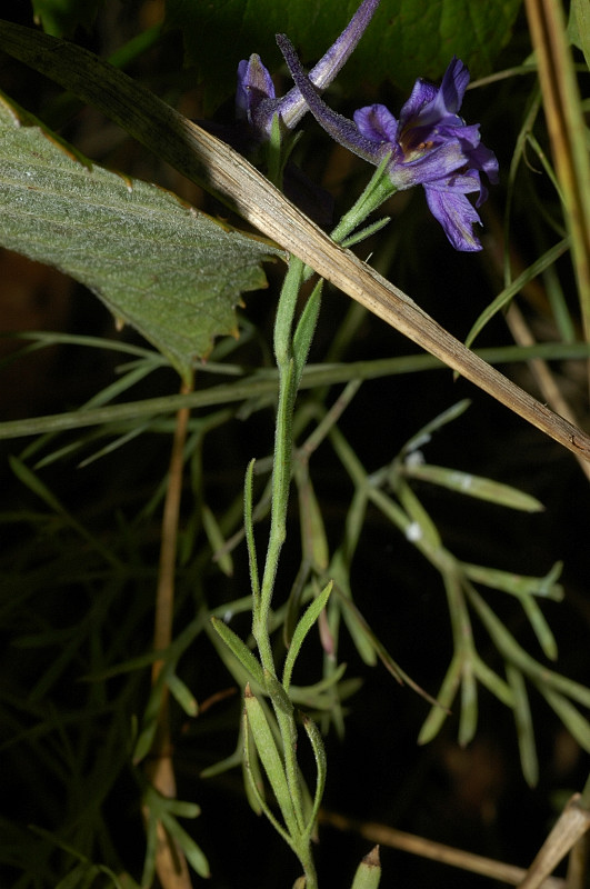 Delphinium peregrinum L. / Speronella peregrina