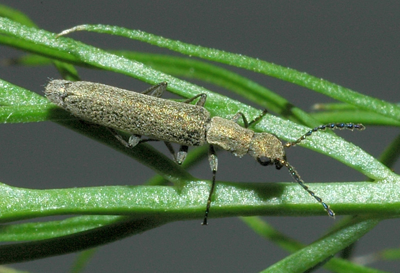 Dolichosoma lineare? no, D. simile