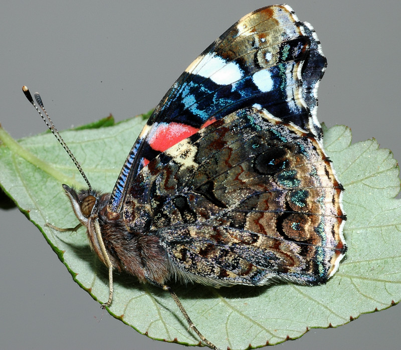 Bruco di Vanessa atalanta