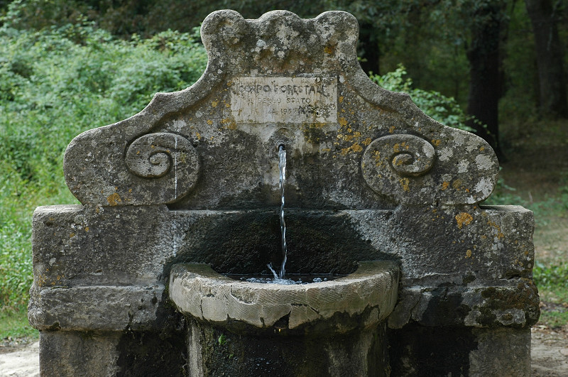 Una giornata nel bosco di Manziana