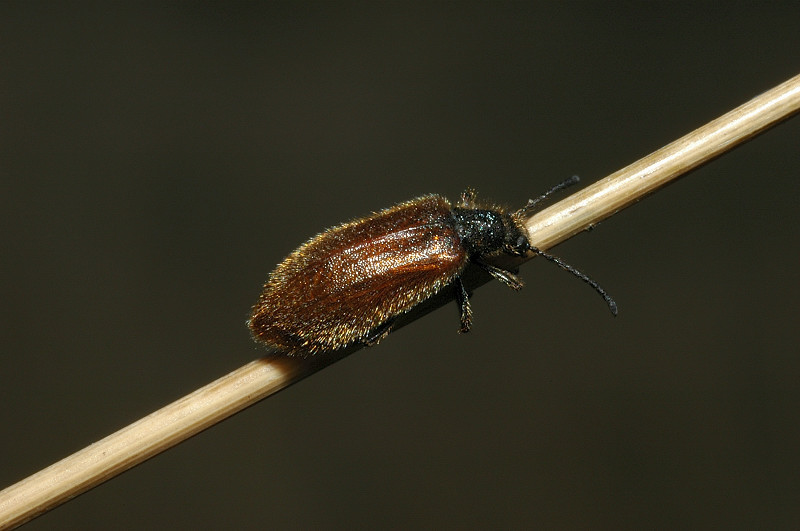 Lagria sp.