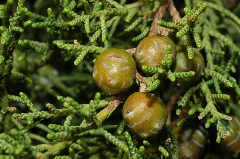Juniperus phoenicea / Ginepro fenicio