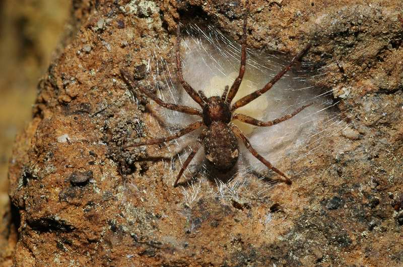 Pulchellodromus bistigma e Steatoda grossa