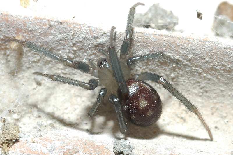 Pulchellodromus bistigma e Steatoda grossa