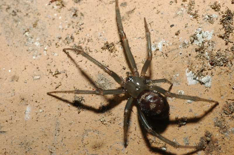 Pulchellodromus bistigma e Steatoda grossa