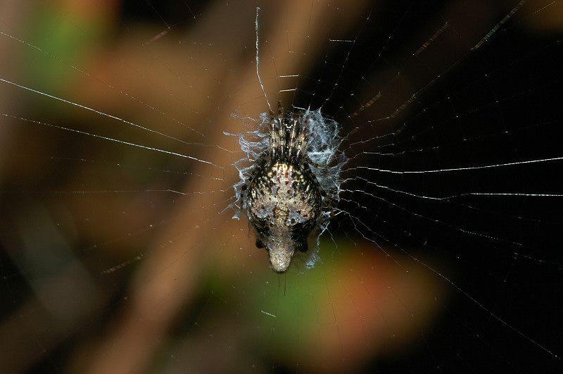 Ragno con appendice Cyclosa sp.